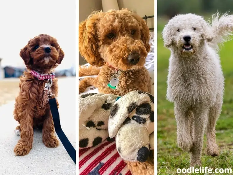 Australian Labradoodles different colors