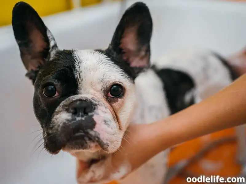 bathing a French Bulldog