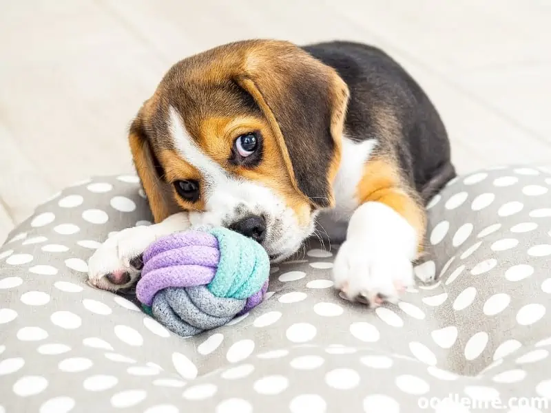 Beagle puppy with a toy