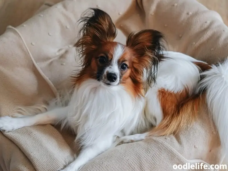 beautiful dog lies on bed