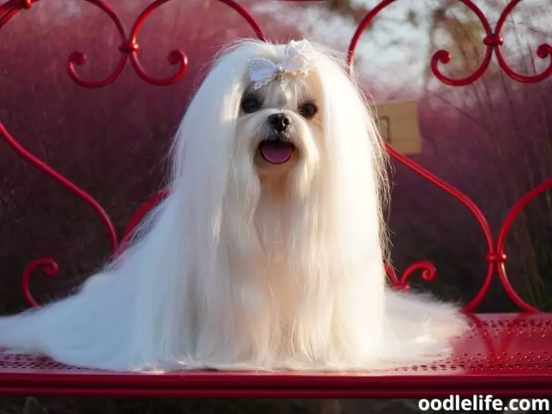 beautiful Maltese dog on a bench