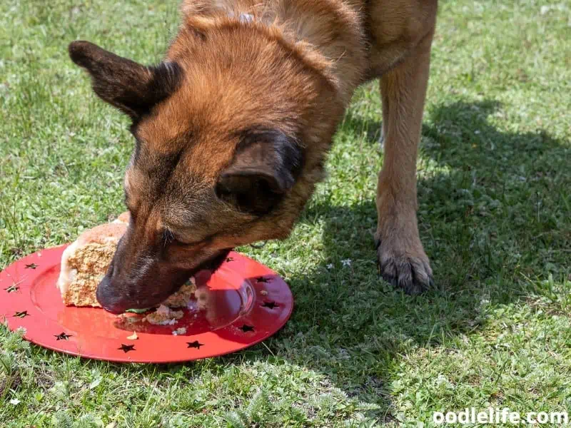Belgian Malinois eats cake on a red plate