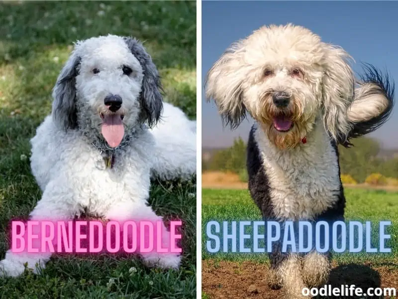 Bernedoodle and Sheepadoodle dogs