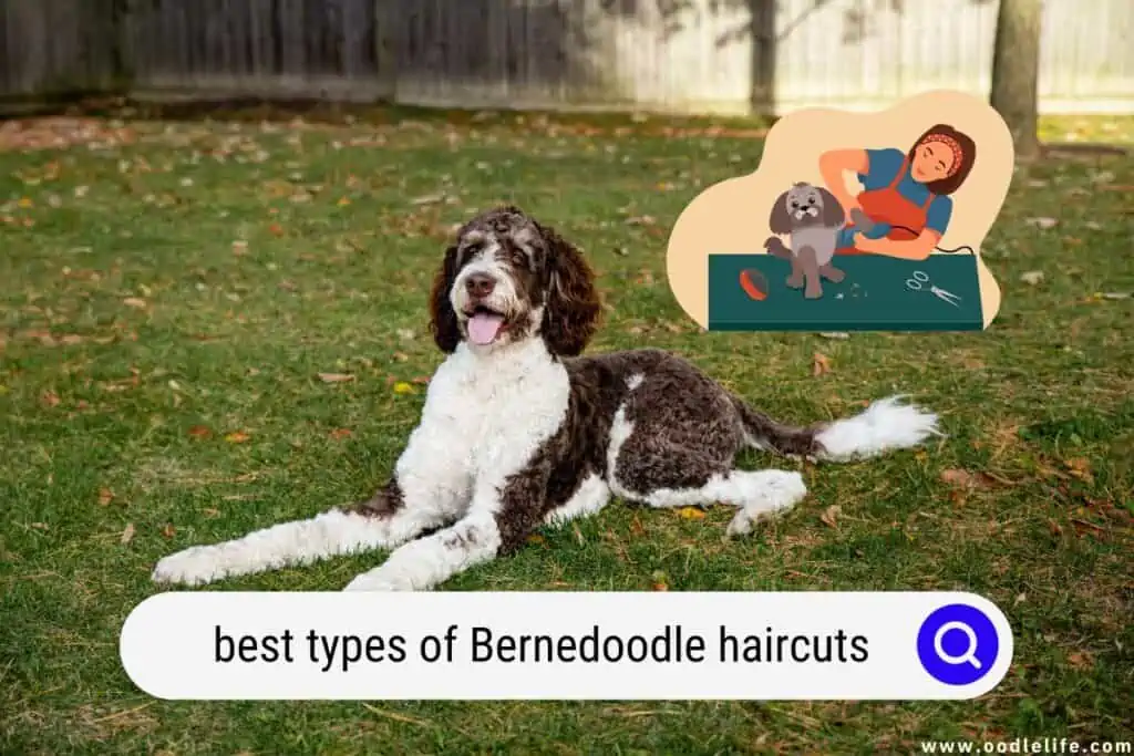 Bernedoodle haircuts