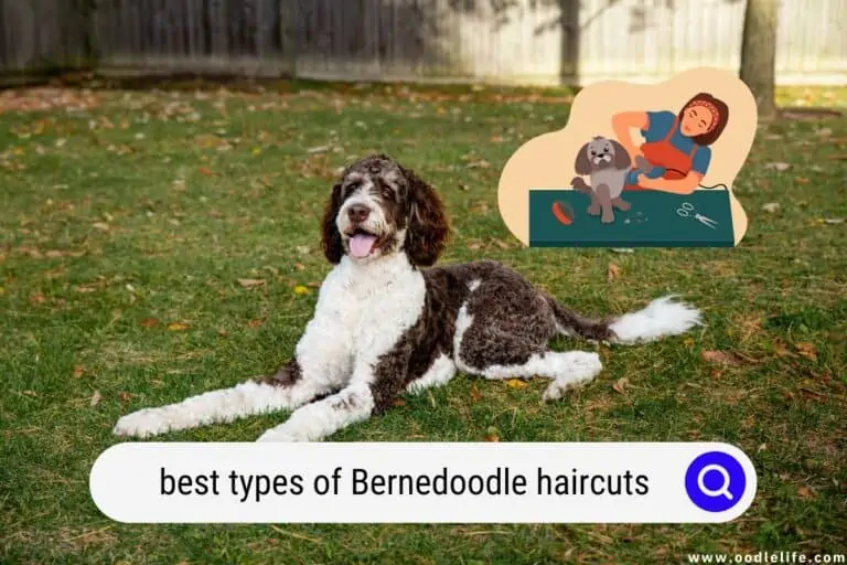 Best Types of Bernedoodle Haircuts (Photos)