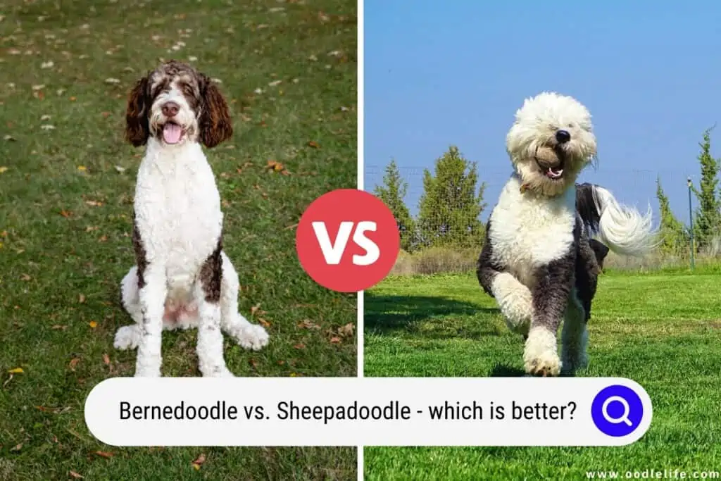 Bernedoodle vs Sheepadoodle