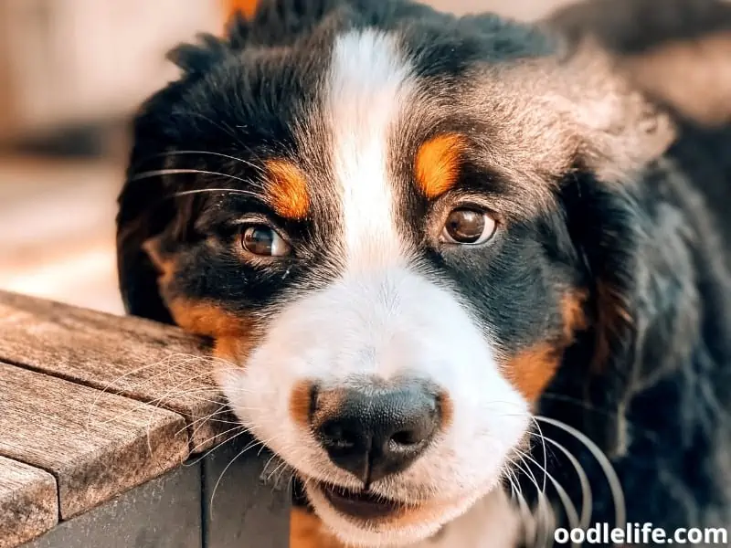 Bernese Mountain puppy chews