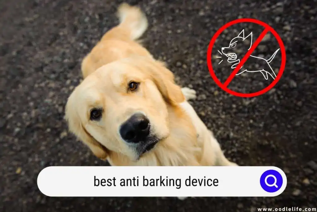 best anti barking device