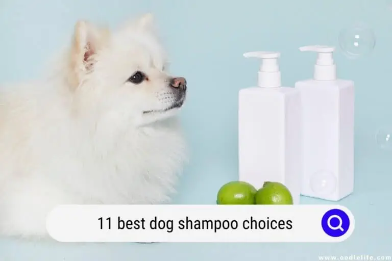 The 11 BEST Dog Shampoo Choices (2024 Update)