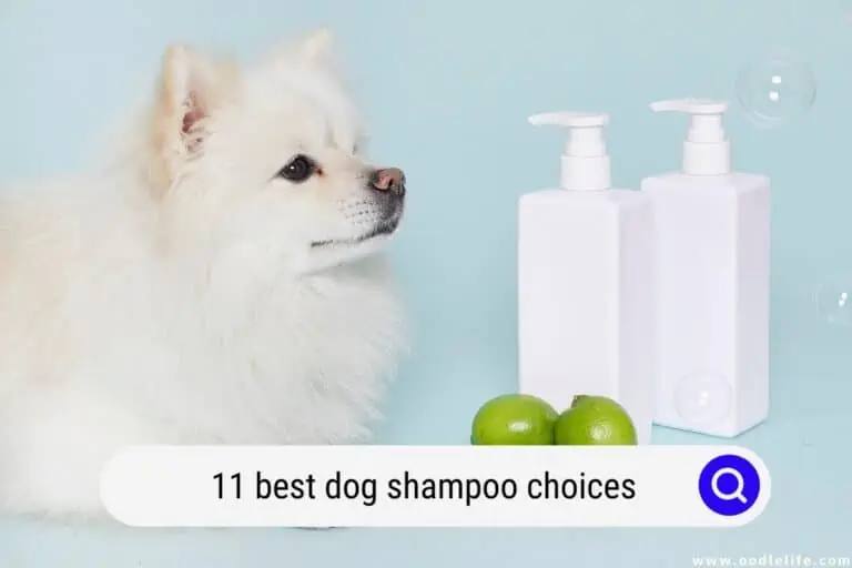 The 11 BEST Dog Shampoo Choices (2025 Update)