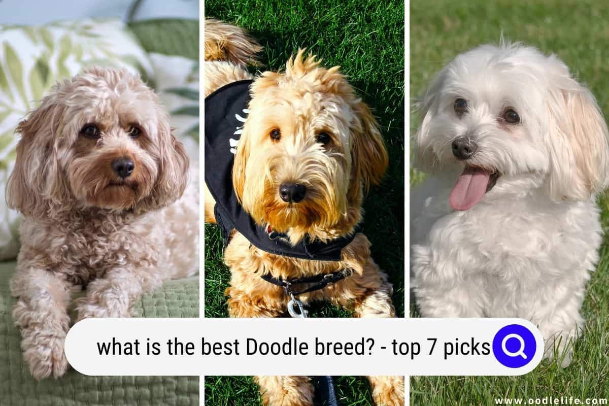 What Is The Best Doodle Breed? Top 7 Picks! (2024) Oodle Life