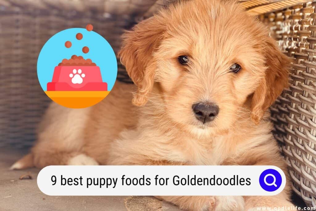 best puppy foods for Goldendoodles