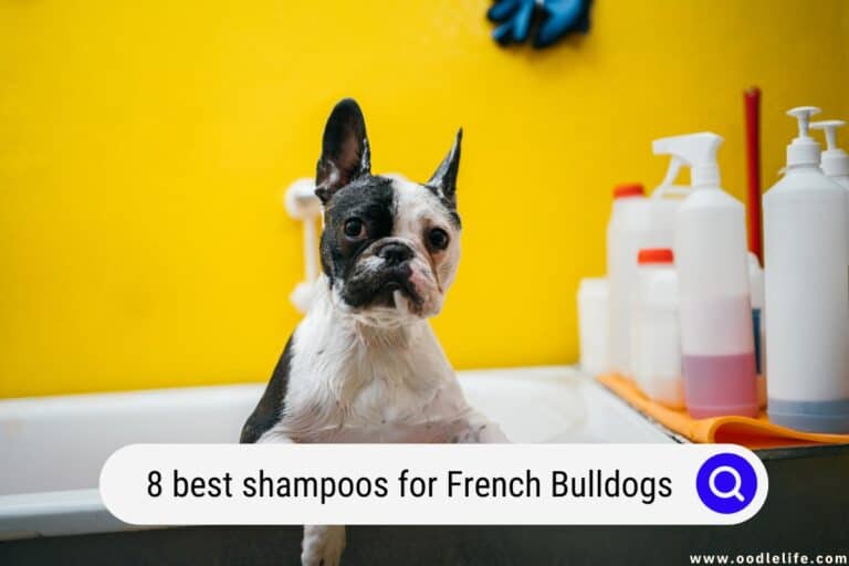 9 Best Shampoos for French Bulldogs (2025 Update!)