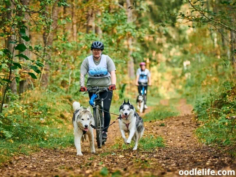 bikejoring with two Huskies