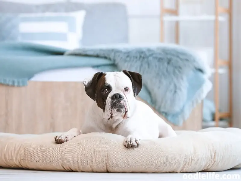 Boxer on his soft dog bed