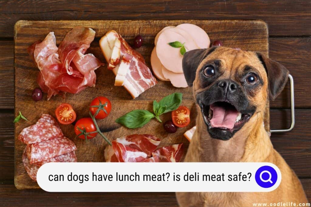 can dogs have lunch meat