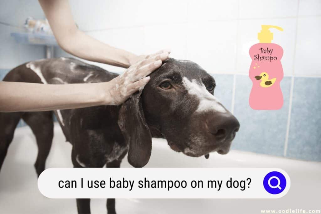 can I use baby shampoo on my dog