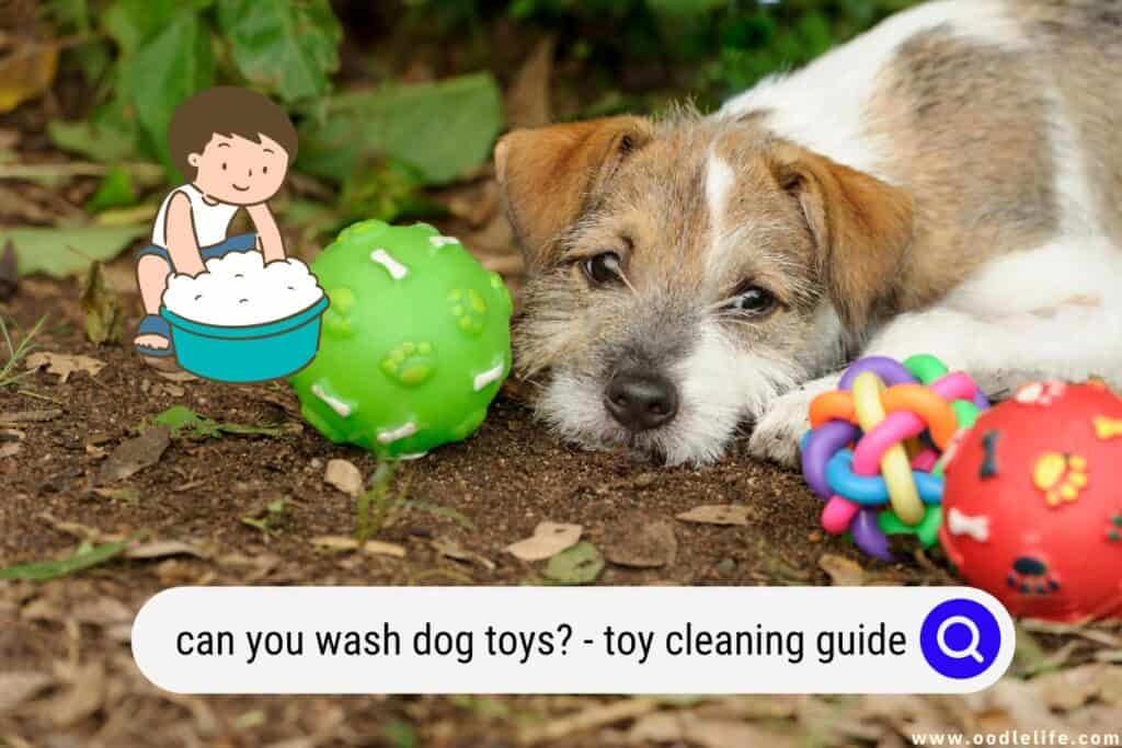 Can You Wash Dog Toys? Oodle Life