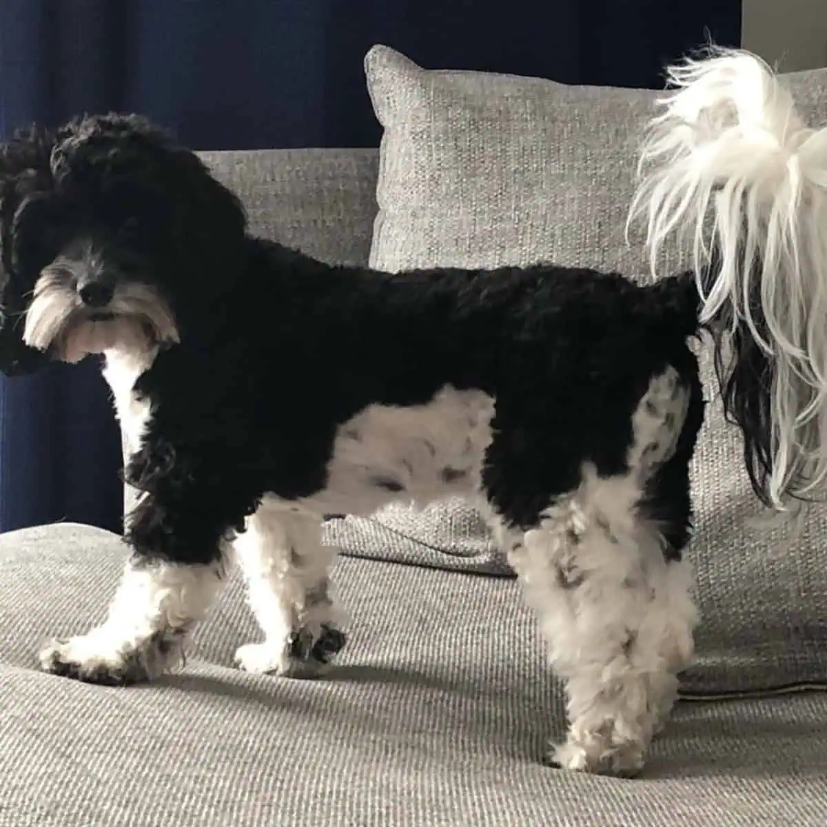 Cavapoo showing its tail