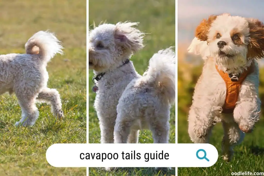 cavapoo tails