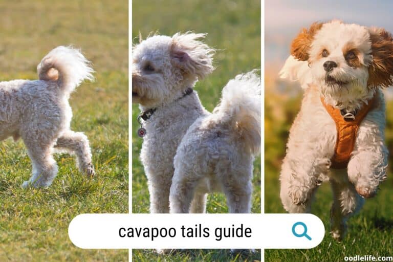 Cavapoo Tails – What They Look Like, Tail Docking, Injuries, and Tail Grooming