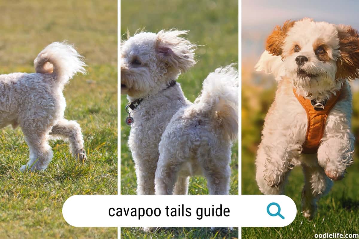 Maltipoo tail best sale docking