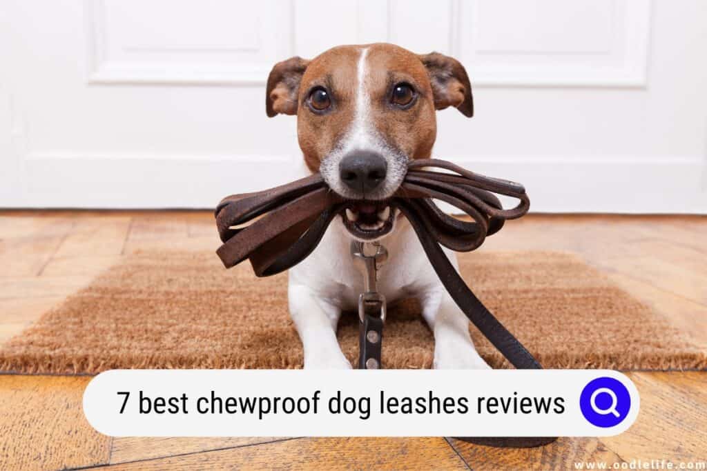 chewproof dog leash