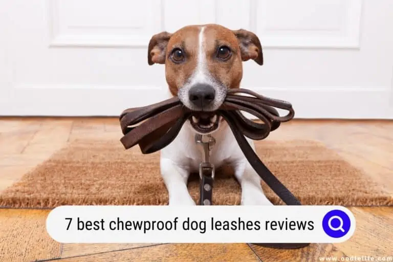7 Best Chewproof Dog Leashes [2023 Reviews]