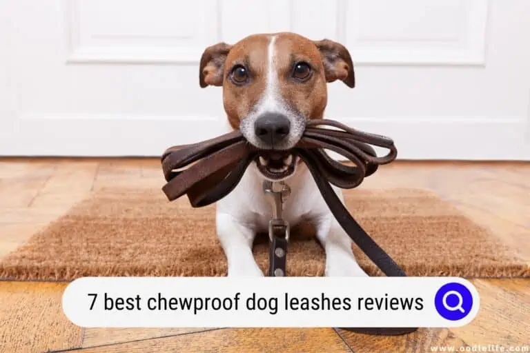 7 Best Chewproof Dog Leashes [2024 Reviews]