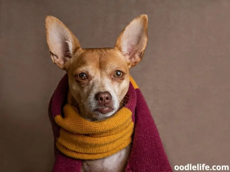 Chihuahua with Gryffindor scarf
