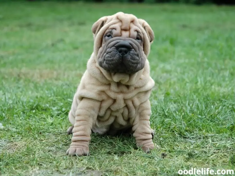 Chinese Shar-Pei sits on the grass