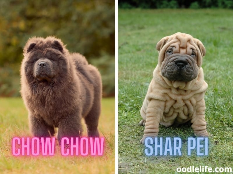 Chow Chow and Shar Pei  dog breeds
