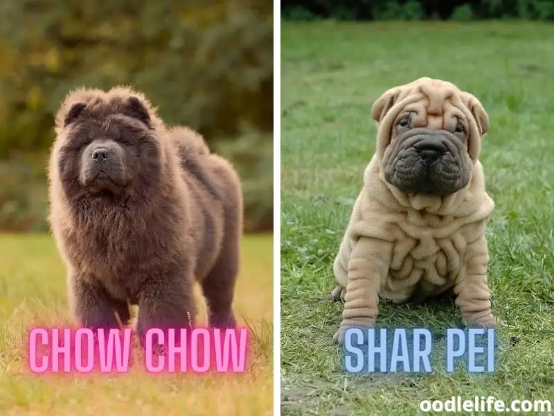 Chow Chow and Shar Pei  dog breeds