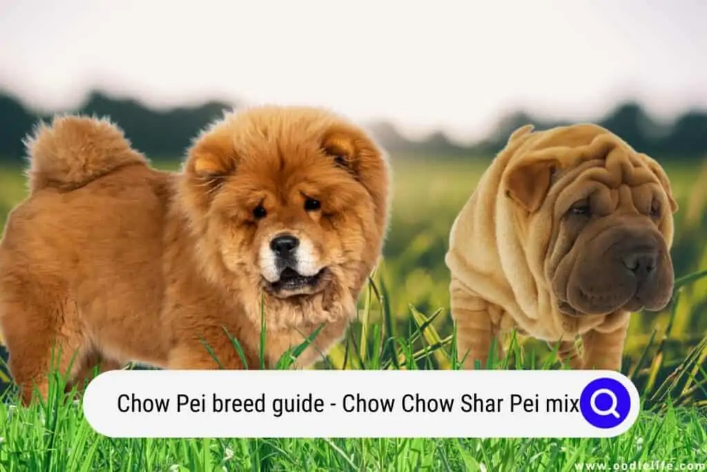 Chow Pei Breed Shar Pei Mix) - Oodle Life