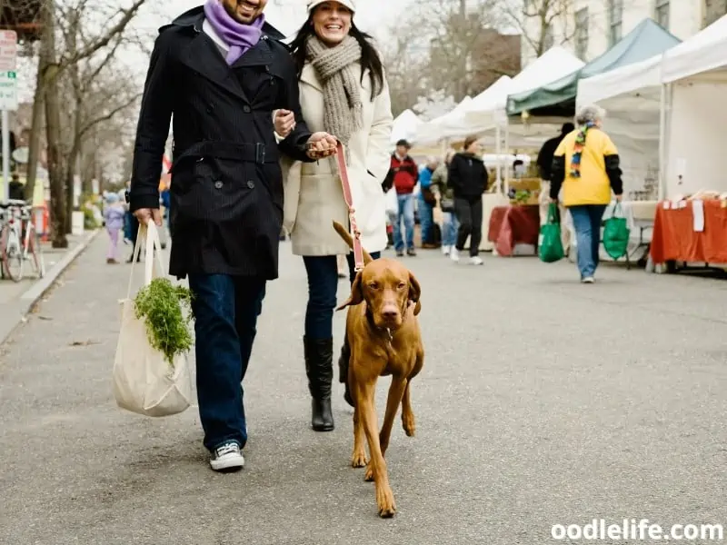 couple walks with their dog at a market