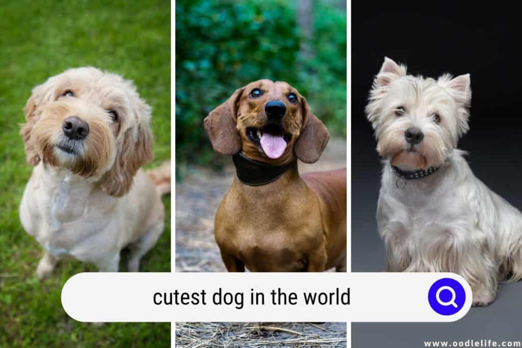 The Cutest Dog In The WORLD 2023 (Photos) Oodle Life