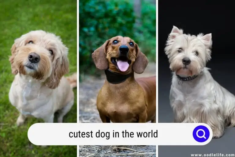 The Cutest Dog in the WORLD 2023 (Photos)