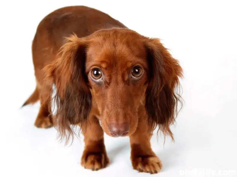 Dachshund looks scared at white background