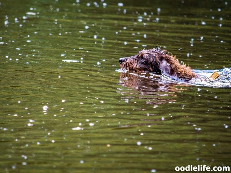 Dachshund swims on the water