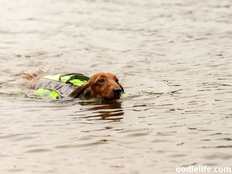 Dachshund swims safely on the water with life jacket