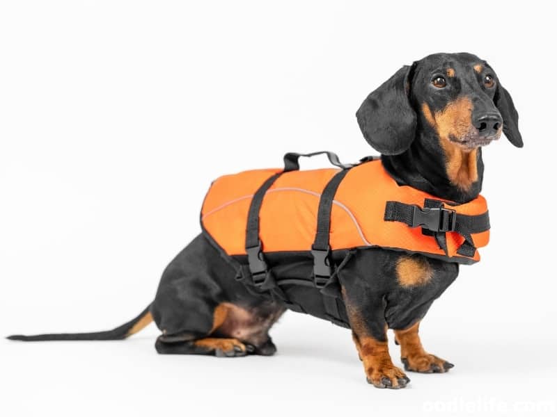 Dachshund wears an orange life jacket
