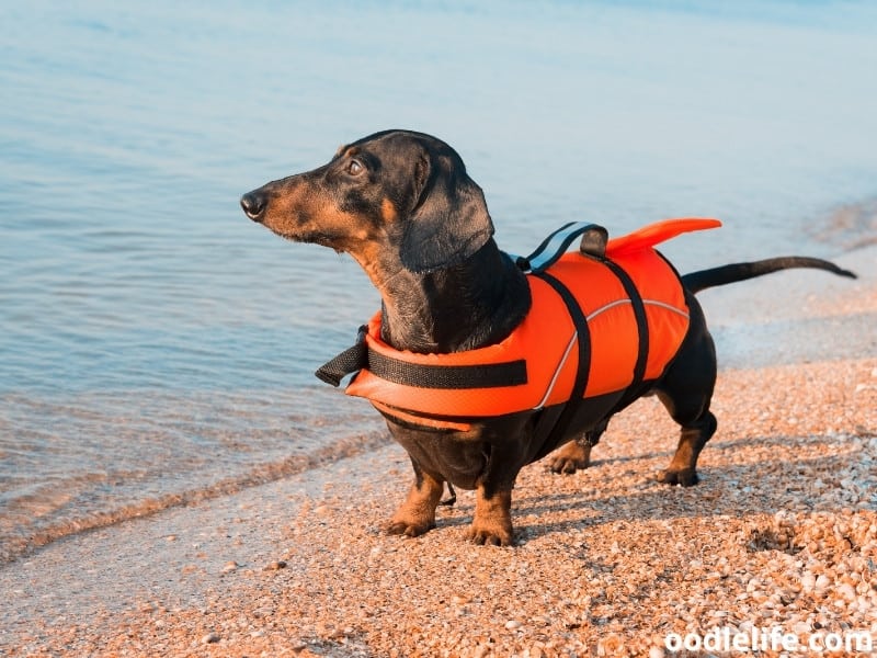 The Best Life Jacket For Dachshund Dogs (2023) Oodle Life