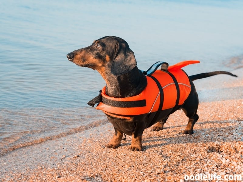 Dachshund wears life jacket at the beach