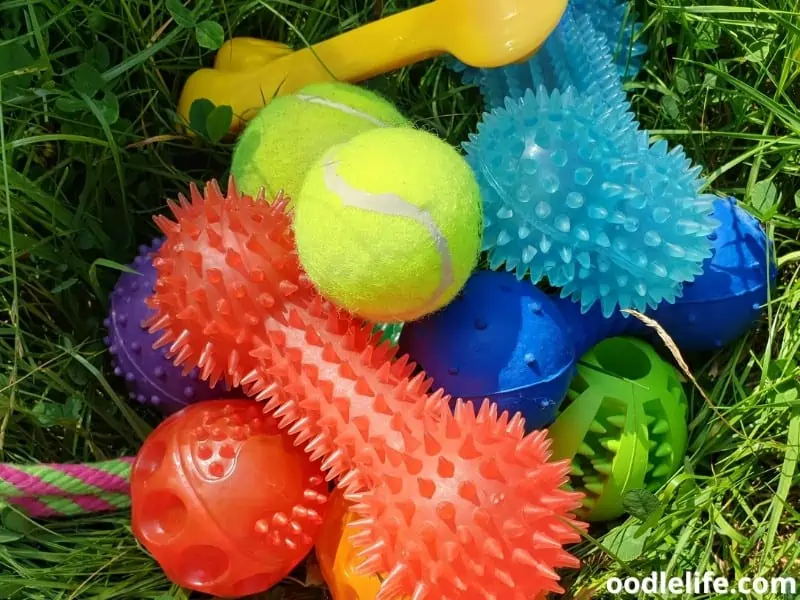 different dog toys on the grass