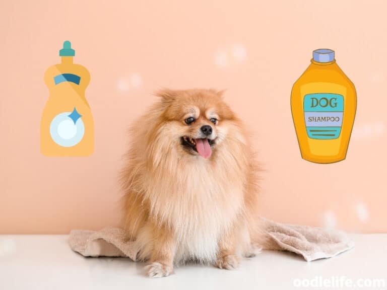 Can You Use Dish Soap On Dogs? (Safety) Oodle Life