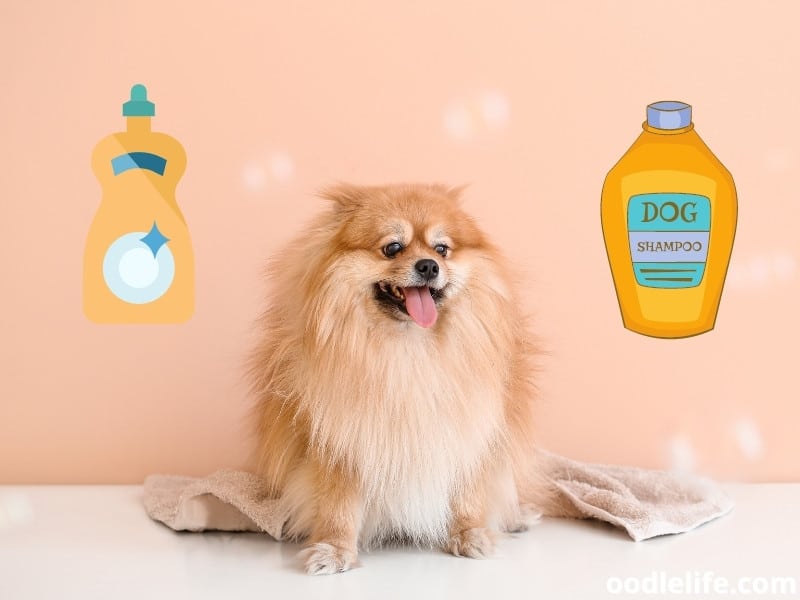 dish soap or dog shampoo bathing