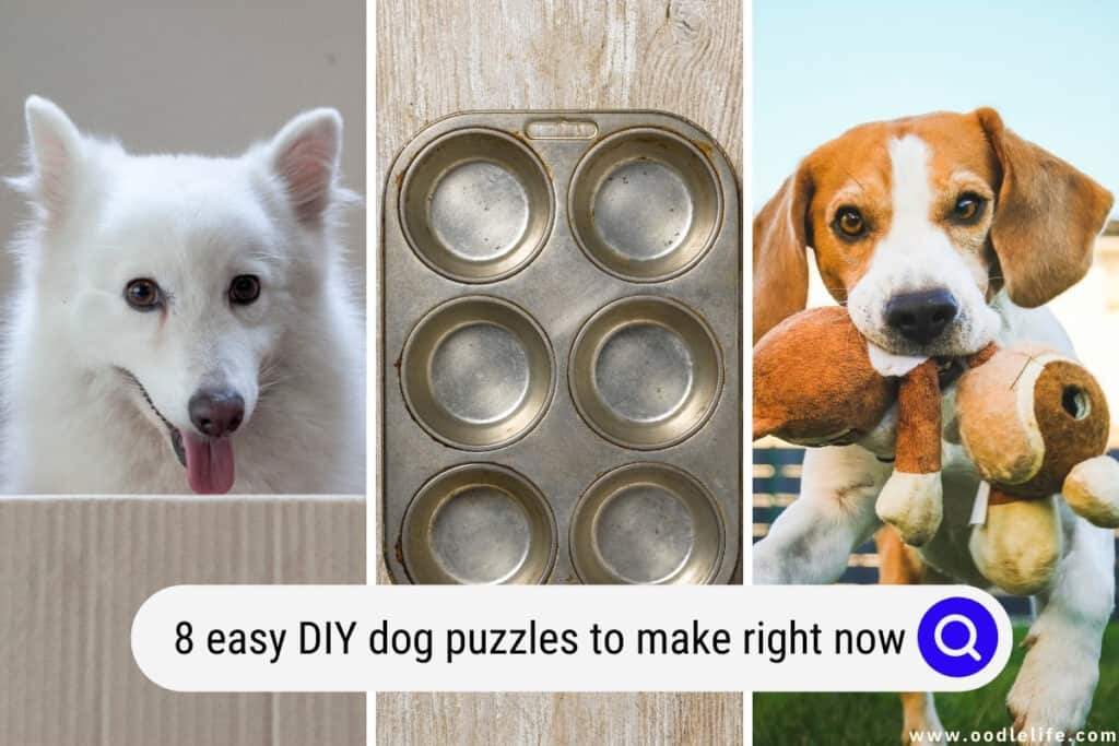 8 Easy DIY Dog Puzzles To Make Right Now - Oodle Life