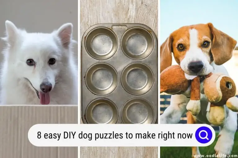 8 Easy DIY Dog Puzzles To Make Right Now