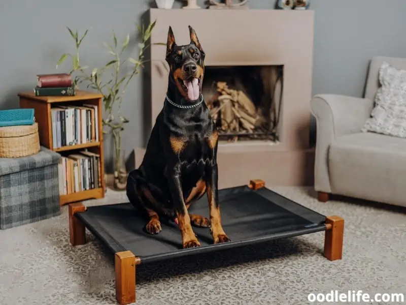 Doberman on his pet bed