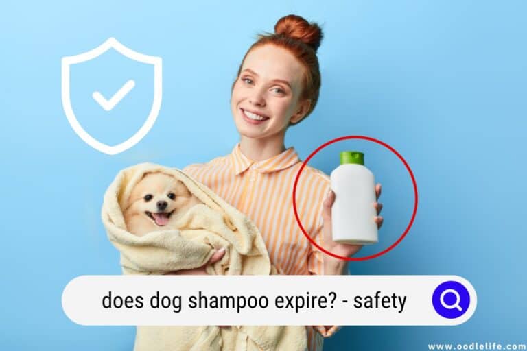 Does Dog Shampoo Expire? (Safety) Oodle Life